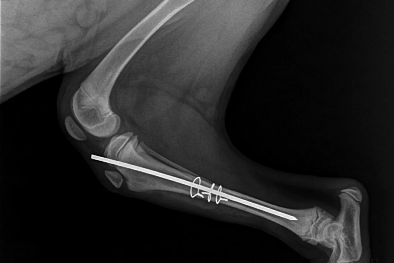 weterynarz badający kolano psa test szufladowy