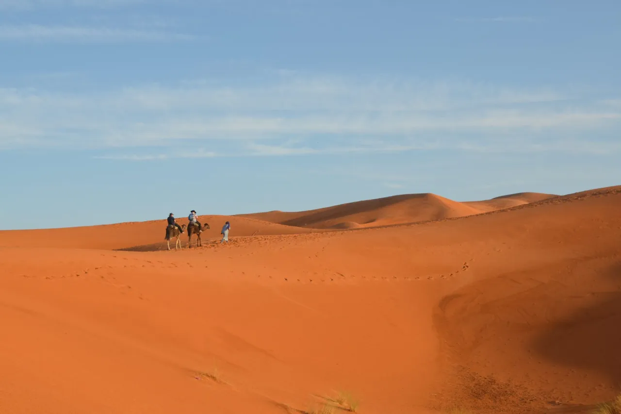 Wielbłądy przemierzają złote wydmy Sahary. Niezapomniane wrażenia, co warto zobaczyć w Maroko.