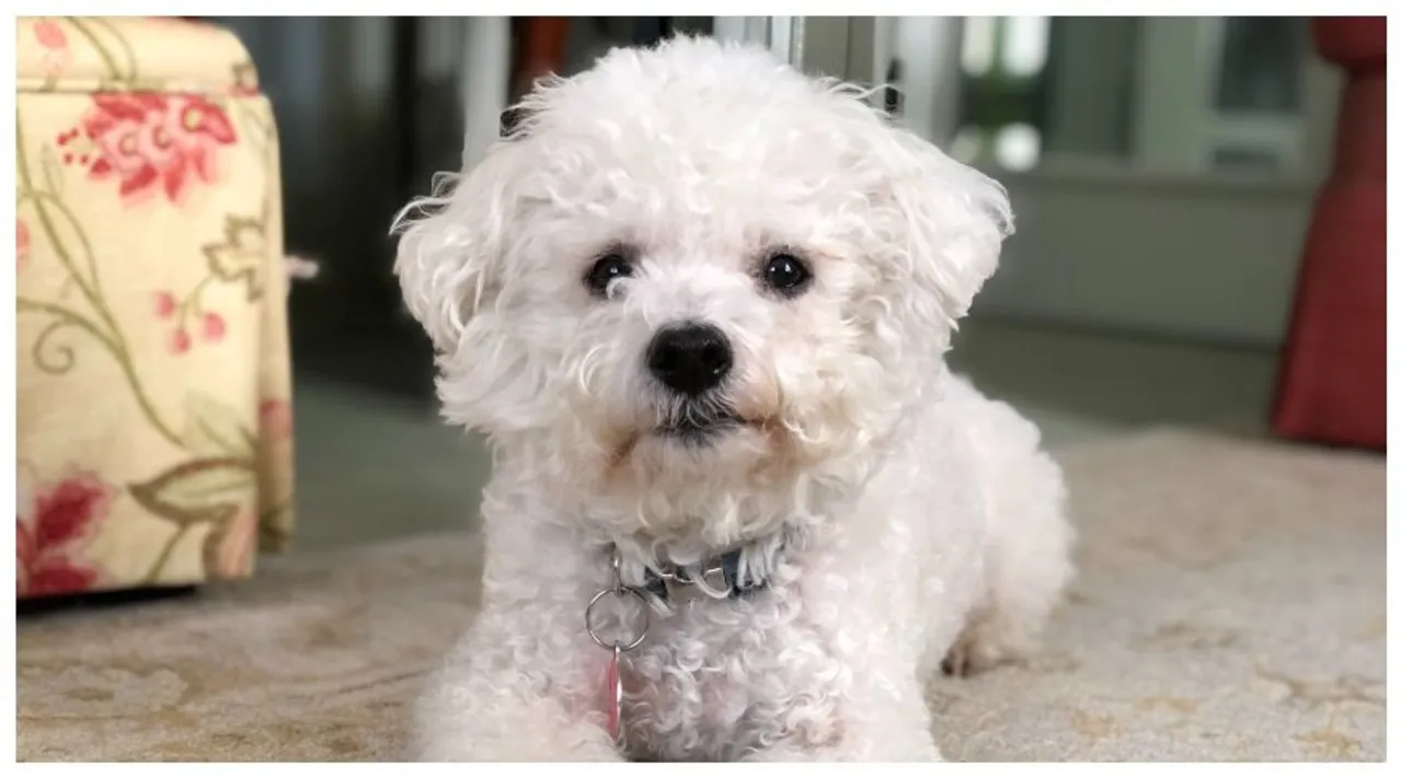 małe psy z włosem rasy kolaż