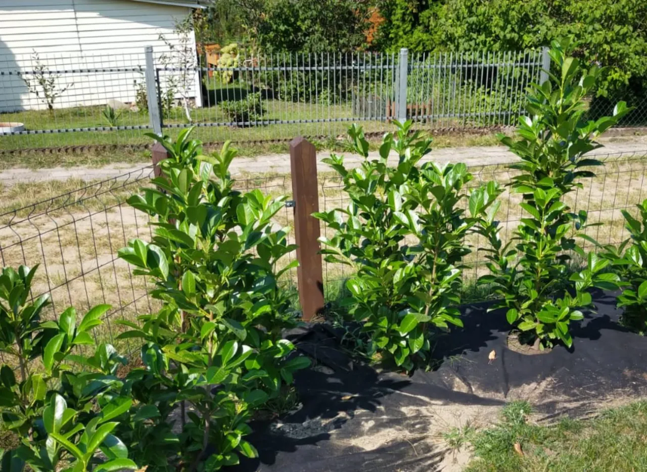 sadzenie laurowiśni w dwóch rzędach schemat