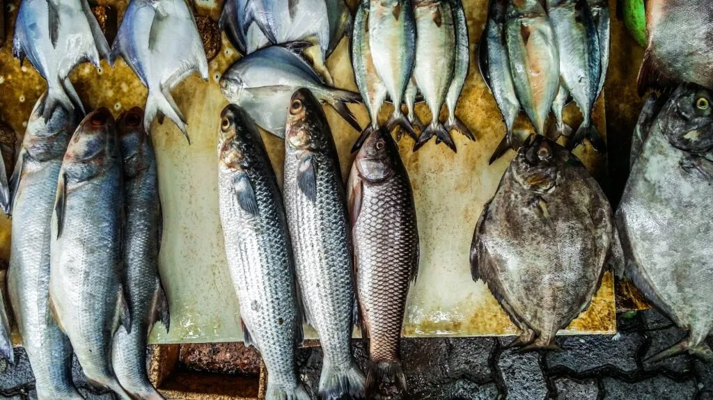 zepsuta ryba po grecku oznaki