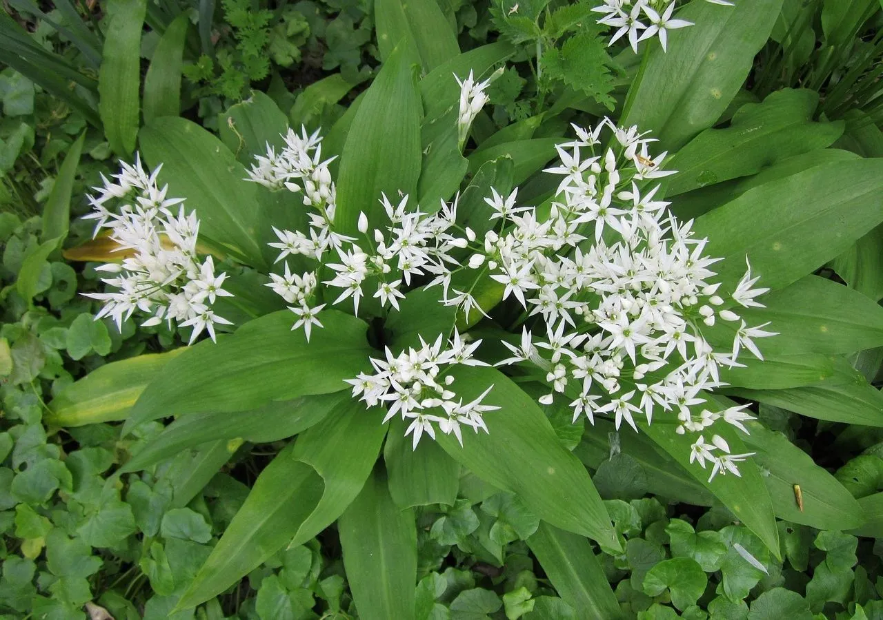 czosnek niedźwiedzi stanowisko w ogrodzie cień