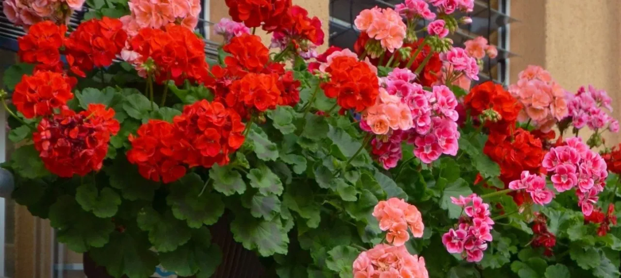 Różne typy pelargonii i ich przycinanie