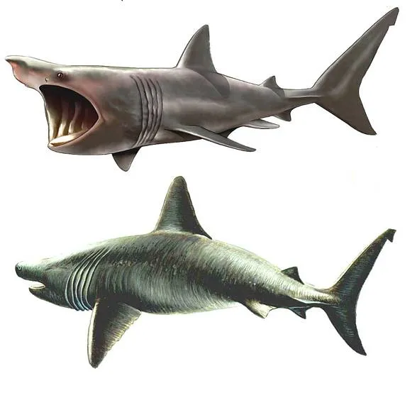 Długoszpar rozmiar porównanie