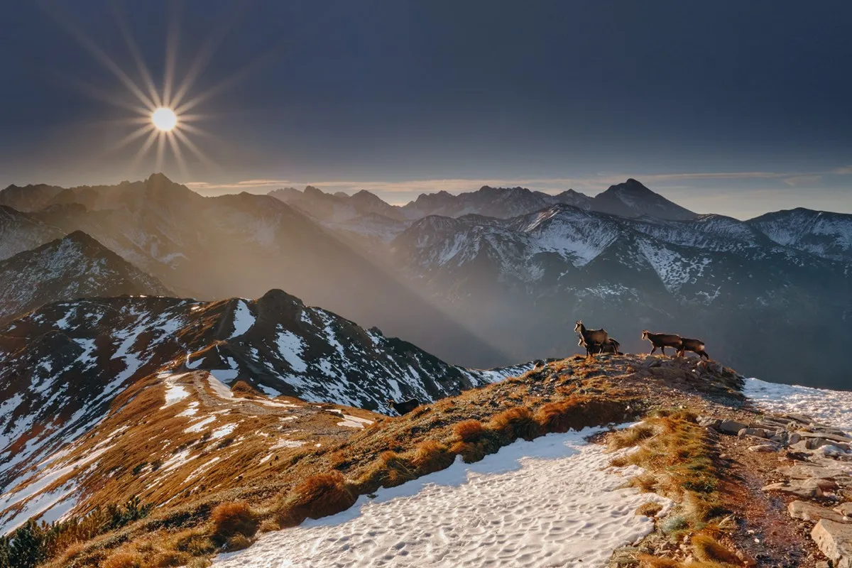 Widok na majestatyczne Czerwone Wierchy o zachodzie słońca. Kilka kozic g&oacute;rskich pasie się na skalistym szczycie, a promienie słońca oświetlają ośnieżone zbocza.