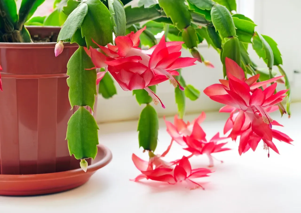 Grudnik na parapecie wschodnim