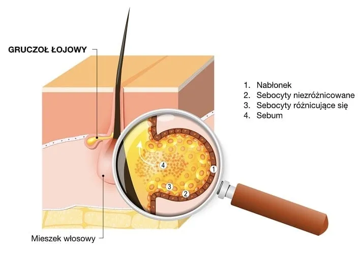 budowa sk&oacute;ry gruczoły łojowe trądzik