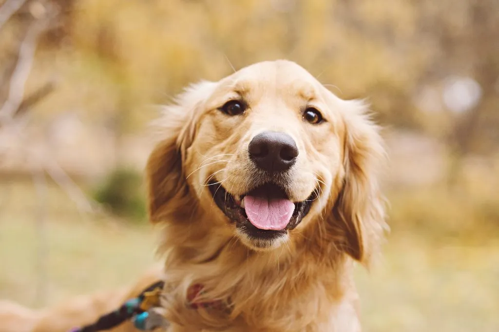 Zdjęcie Czy golden retriever ma włosy czy sierść? Odkryj prawdę o jego futrze