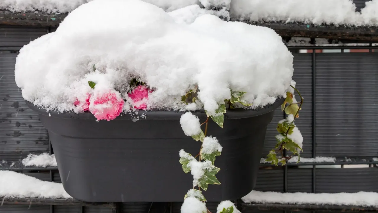 Zabezpieczanie donic na zimę na balkonie