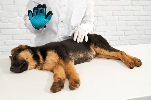 weterynarz bada owczarka niemieckiego