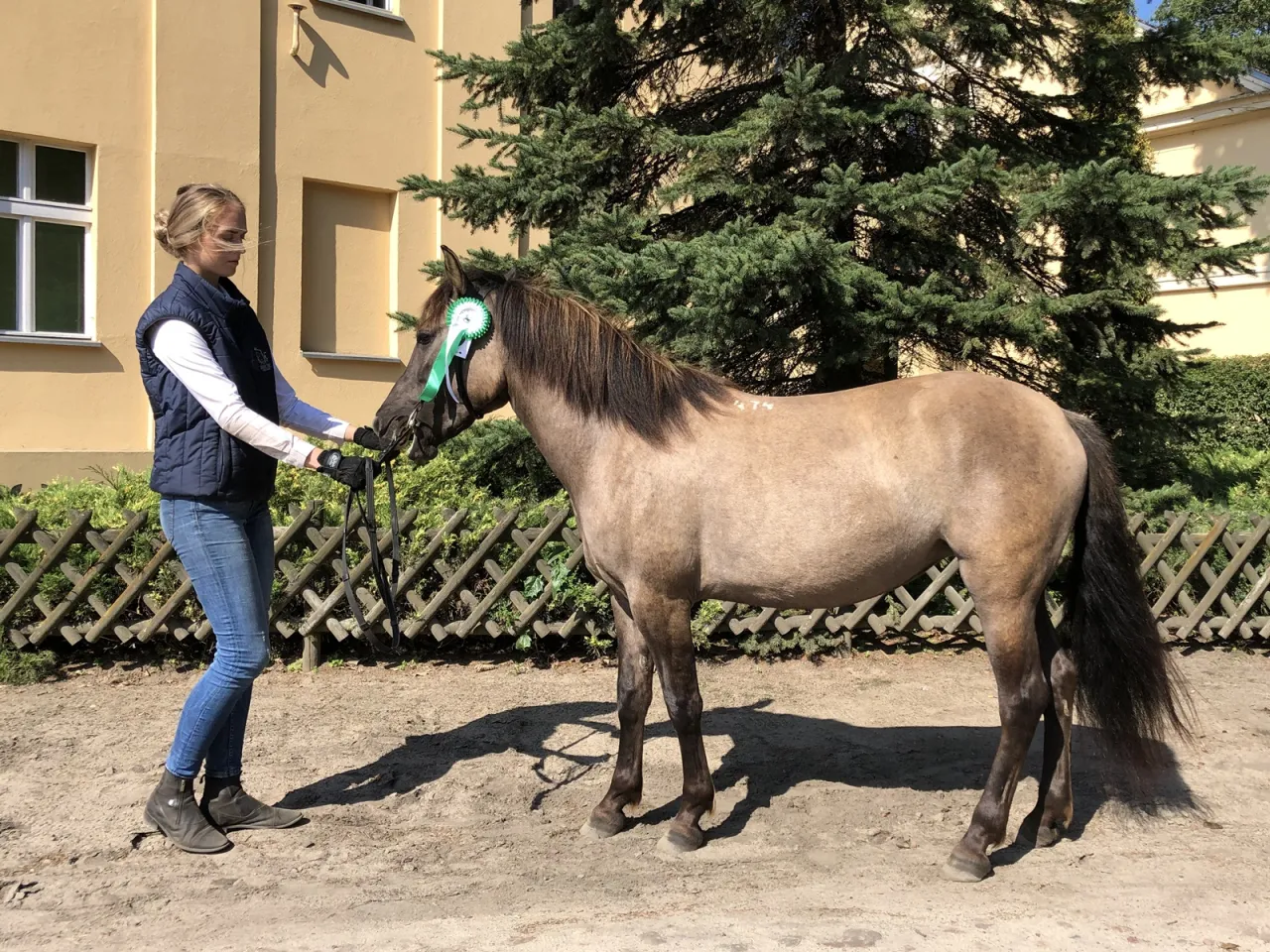Konik Polski Stado Ogier&oacute;w Sierak&oacute;w