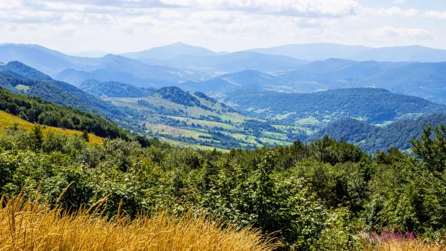 Polska dzika przyroda góry Bieszczady