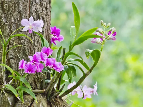 Zdjęcie Jak uprawiać storczyki: unikaj najczęstszych błędów w pielęgnacji