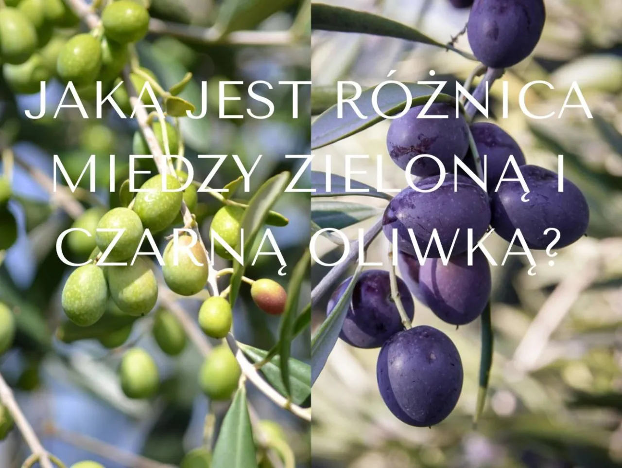 różnica między zielonymi a czarnymi oliwkami