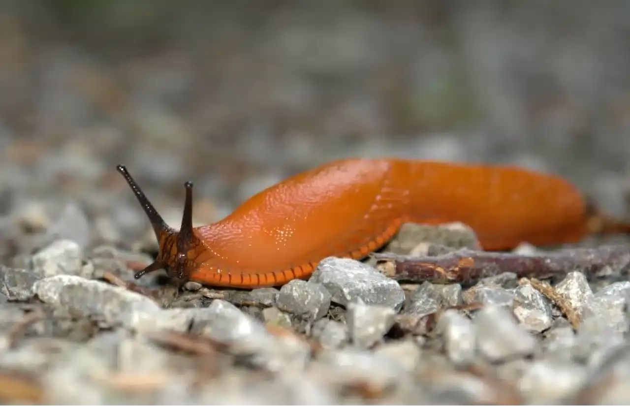 Ogr&oacute;d bez ślimak&oacute;w prewencja