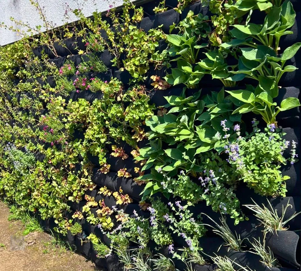 rośliny do ogrodu wertykalnego