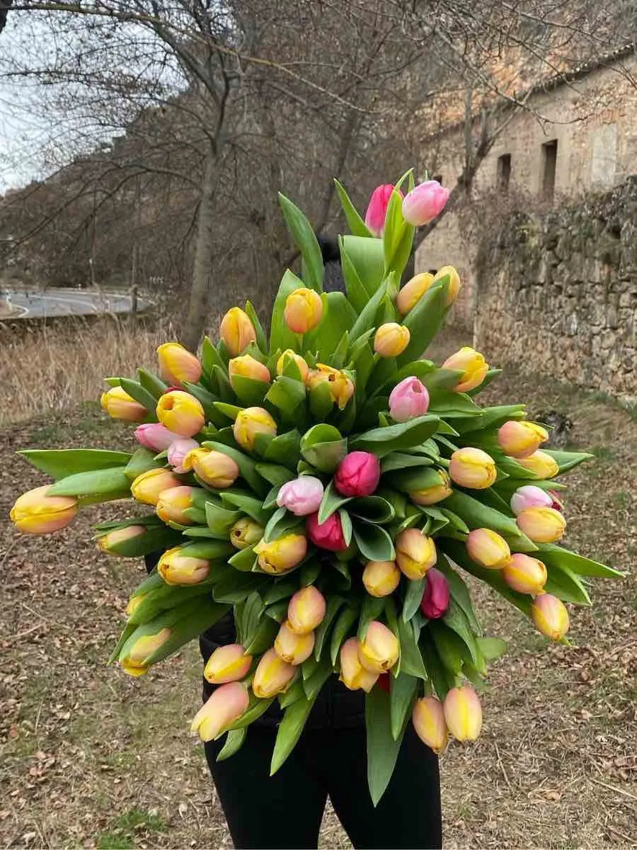 Zdjęcie Cuando plantar tulipanes en maceta para un jardín espectacular en otoño