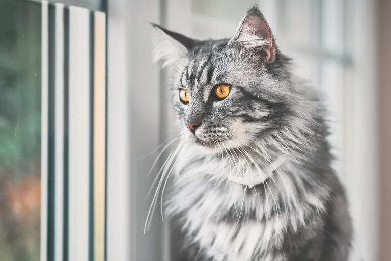 Zdjęcie Maine coon sierść czy włosy - co musisz wiedzieć o pielęgnacji