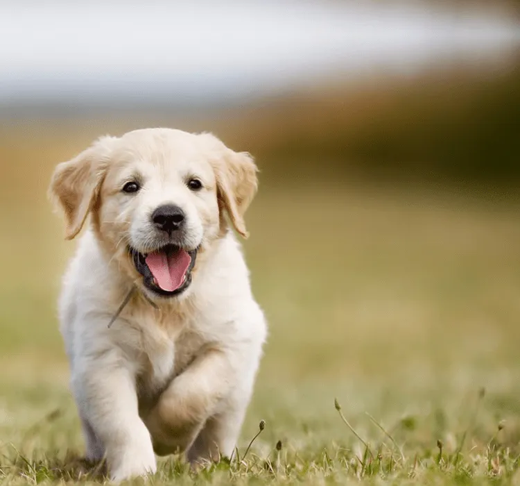 Zdjęcie Ile karmy dla szczeniaka golden retriever, aby uniknąć problemów zdrowotnych?
