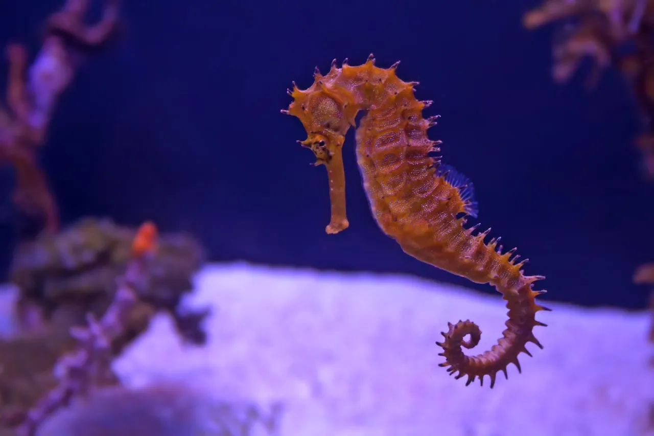 Zdjęcie Ile kosztuje bilet do oceanarium w Kołobrzegu? Sprawdź ceny teraz