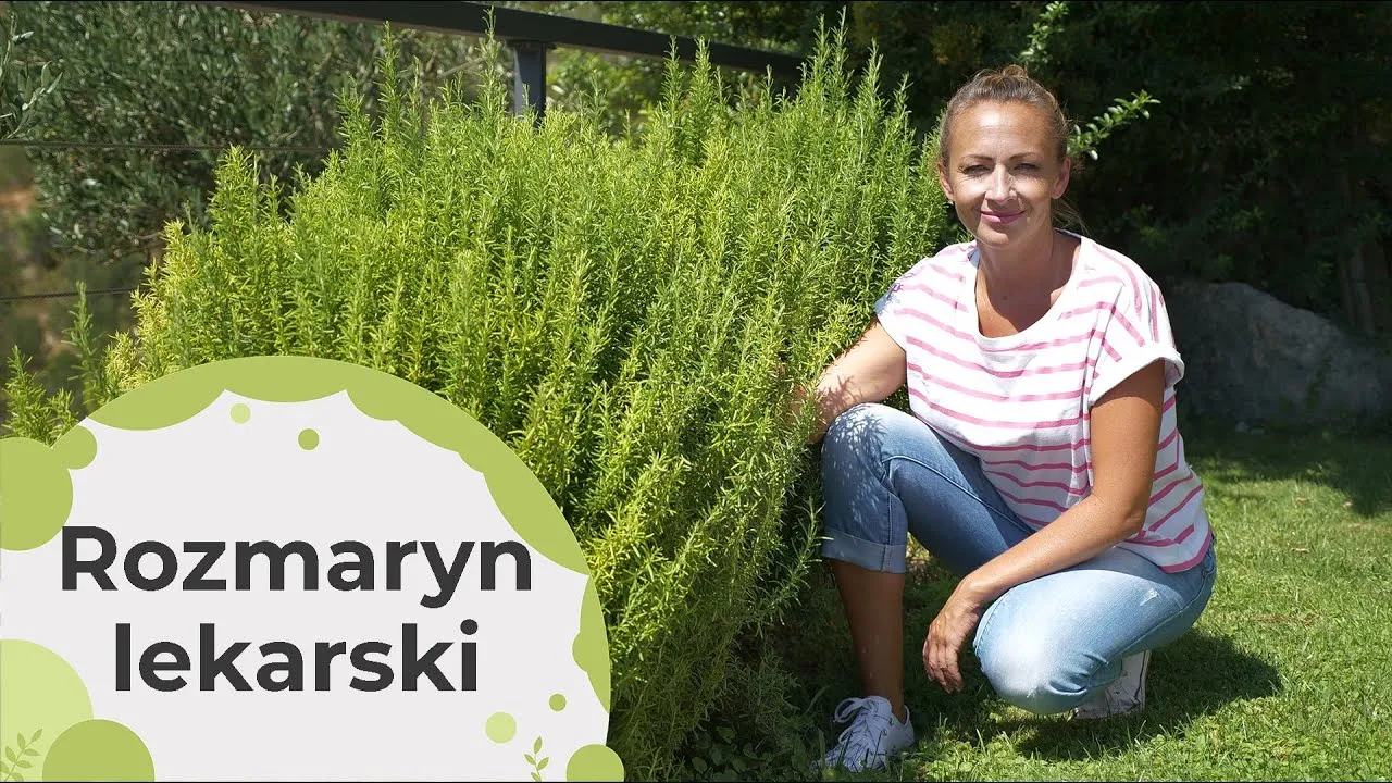Zdjęcie Czy rozmaryn zimuje? Ochrona roślin przed zimowym chłodem