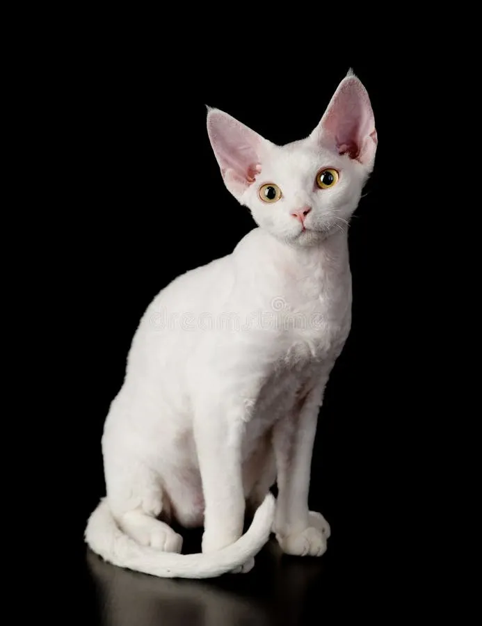 Zdjęcie Biały Devon Rex: piękny kot o wyjątkowym charakterze i pielęgnacji