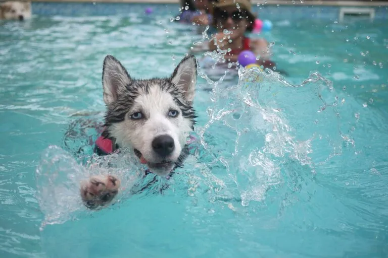 Zdjęcie Ile kosztuje husky z rodowodem? Sprawdź, co wpływa na cenę
