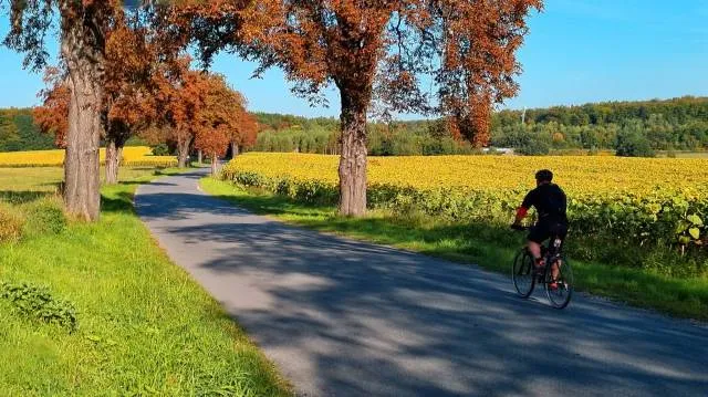Zdjęcie Puszcza Dulowska trasy rowerowe – idealne szlaki dla rodzin i dzieci