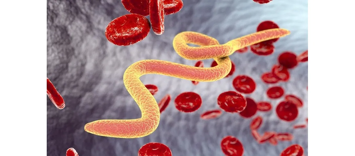 Zdjęcie Skuteczne metody odrobaczania – naturalne i farmakologiczne sposoby