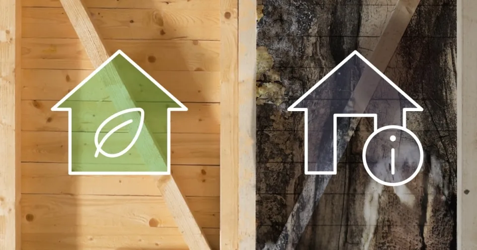 Zdjęcie Mérule béton : Comment protéger vos structures des risques cachés