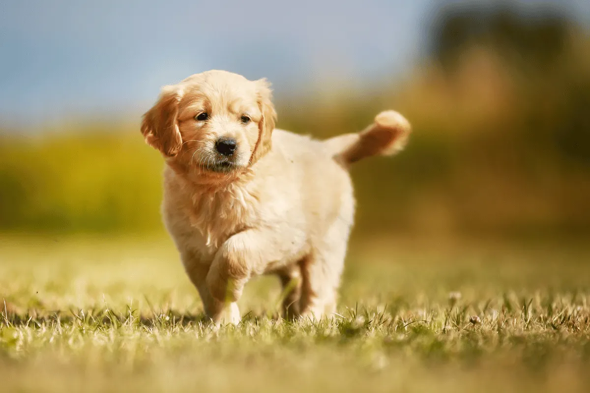 Zdjęcie Jaką karmę dla golden retrievera wybrać, aby uniknąć problemów zdrowotnych?
