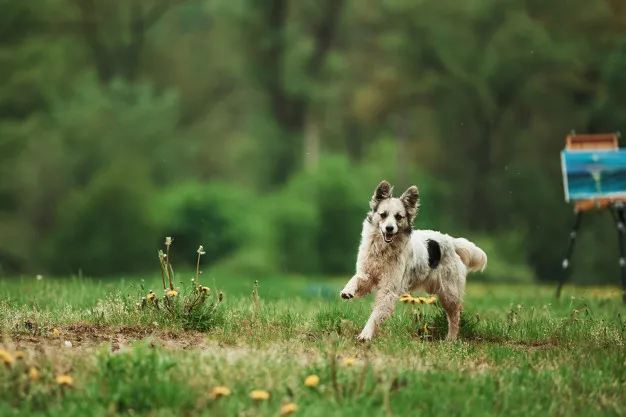 Zdjęcie Dlaczego pies biega w kółko? Odkryj ukryte przyczyny tego zachowania