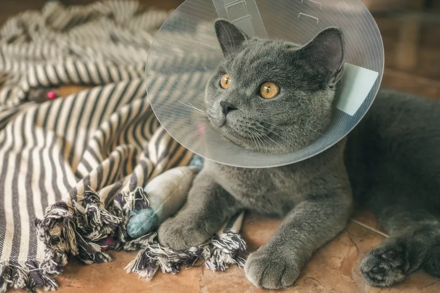 Zdjęcie Jak długo kotka dochodzi do siebie po sterylizacji? Oczekuj tych objawów