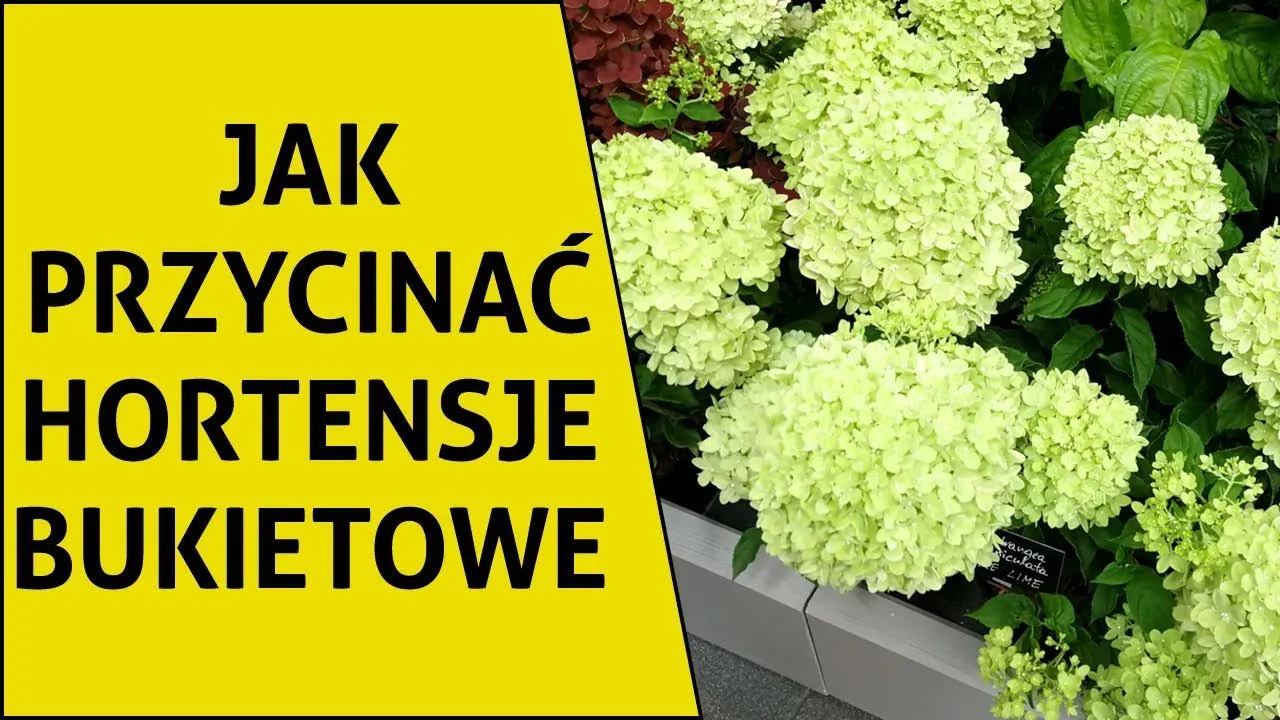 Zdjęcie Kiedy przycina się hortensje ogrodową, aby uniknąć błędów w pielęgnacji