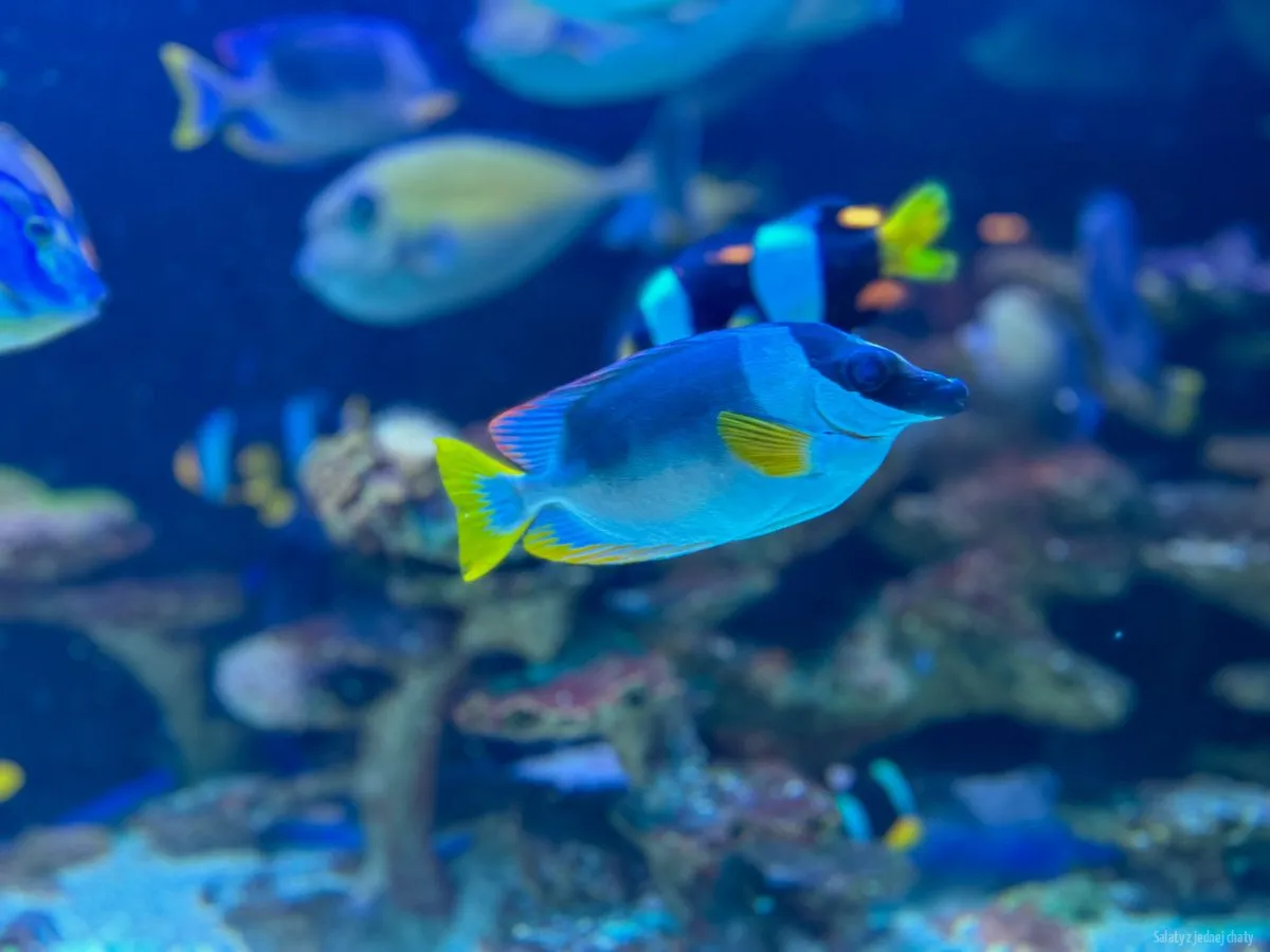 Zdjęcie Ile kosztuje bilet do oceanarium w Kołobrzegu? Ceny i zniżki