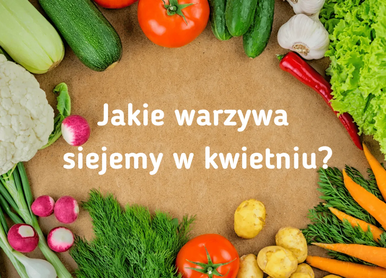 Zdjęcie Jakie warzywa siać w kwietniu, aby uniknąć rozczarowań w ogrodzie