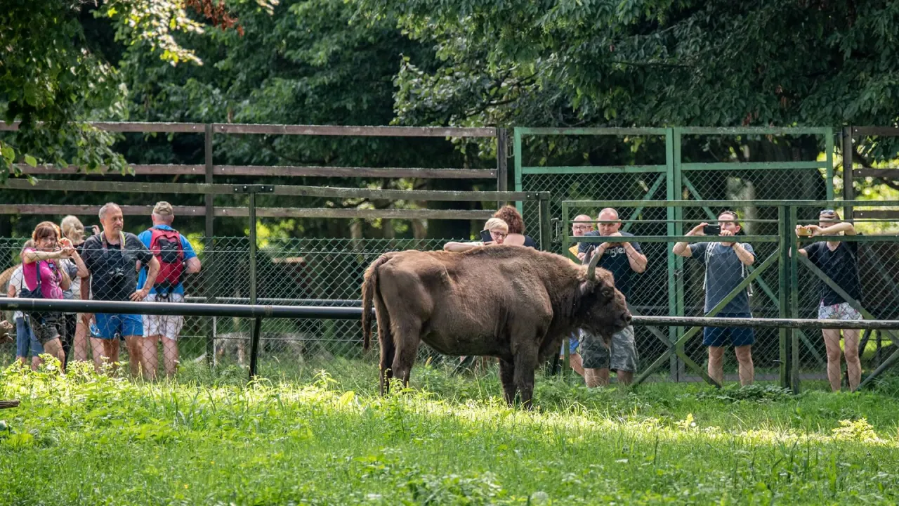 dzieci w Rezerwacie Pokazowym Żubr&oacute;w Białowieża
