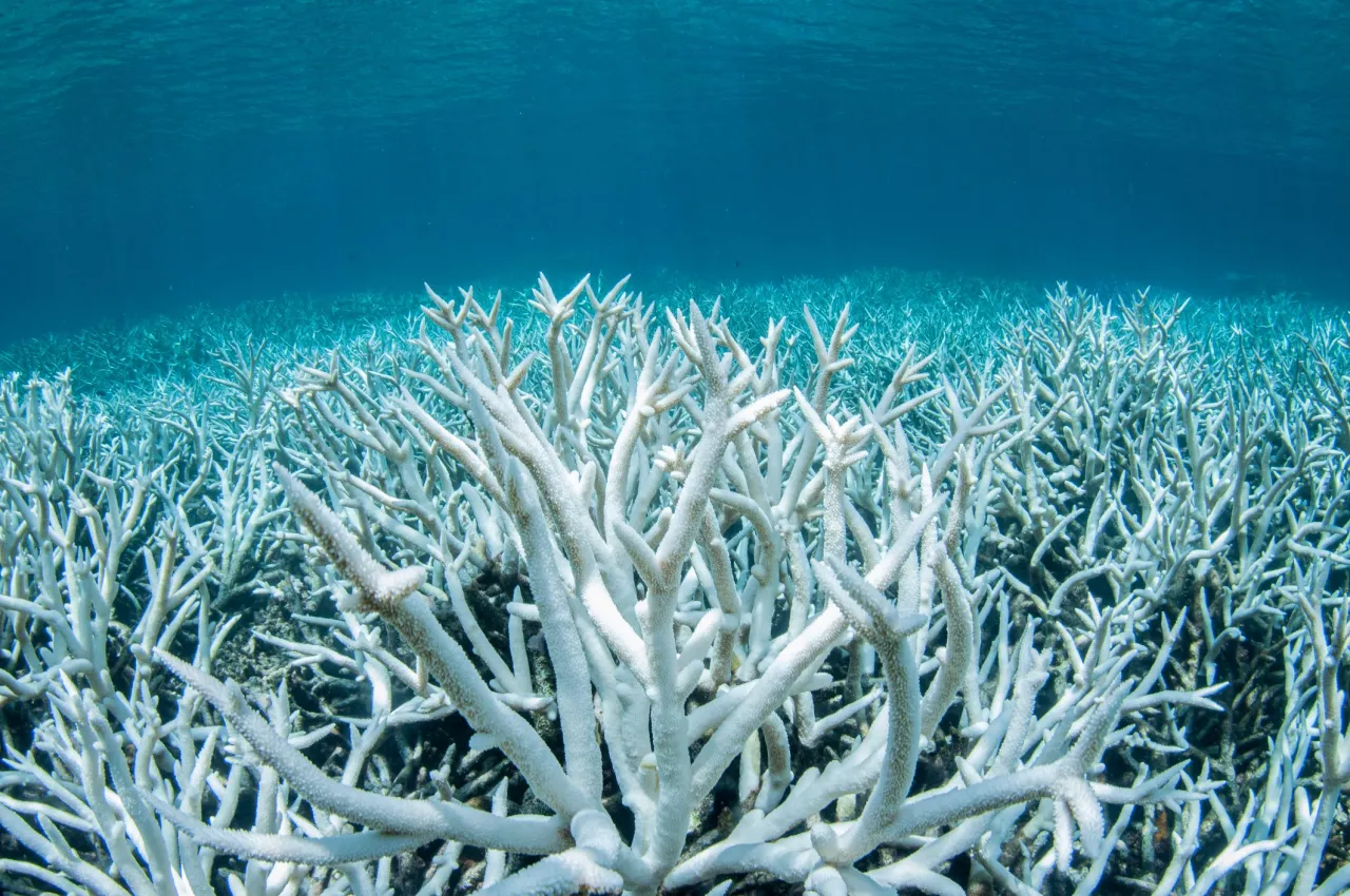 Białe, martwe koralowce pod wodą. To smutny obraz tego, dlaczego rafom koralowym grozi wyginięcie.