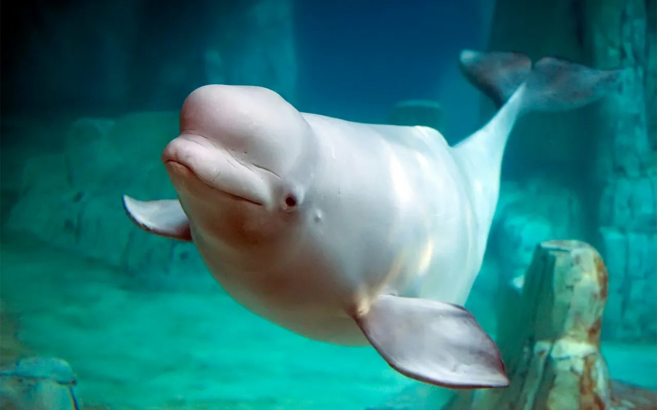 Bilety Oceanogr&agrave;fic Walencja cennik