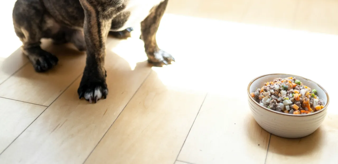 Pies patrzy na miskę z jedzeniem. Czy pies może jeść kaszę? Ta karma wygląda na zdrową mieszankę mięsa i warzyw.