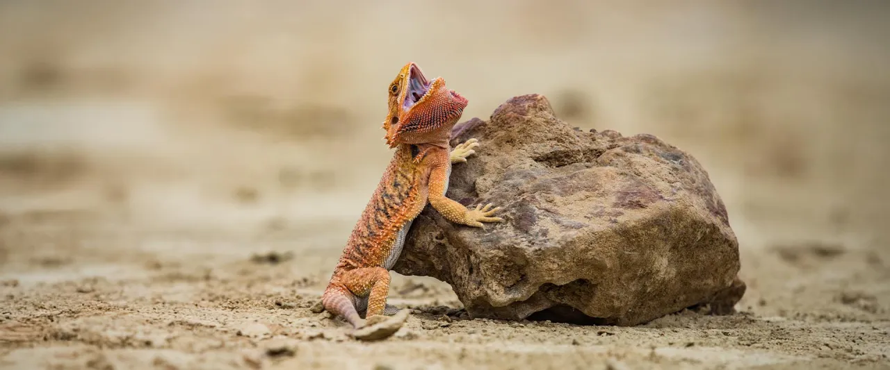 Terrarium dla agamy brodatej i gekona lamparciego