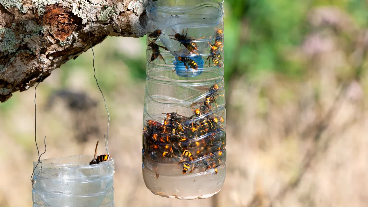 Pułapka z butelki na osy, pokazująca skuteczny sposób, jak odstraszyć osy z balkonu. Wiele os uwięzionych w płynie.