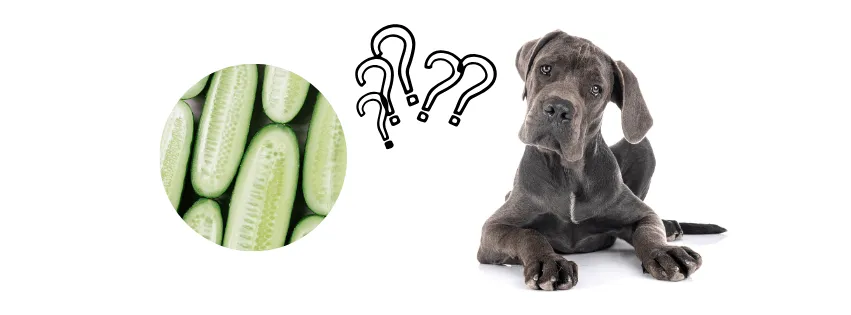 szczęśliwy pies jedzący kawałek surowego ogórka