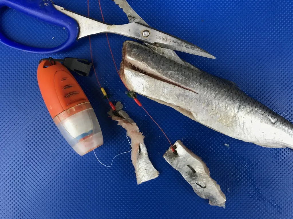 filet ze śledzia na belonę