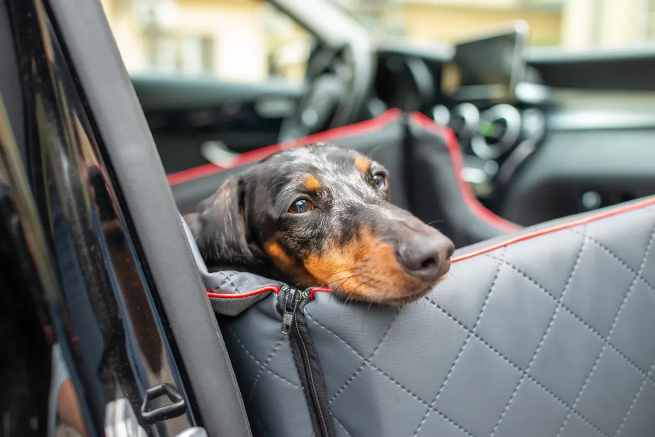 pies w samochodzie aklimatyzacja i komfort