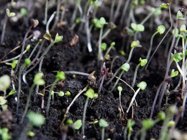 Młode siewki dziwaczka uszkodzone przez mr&oacute;z