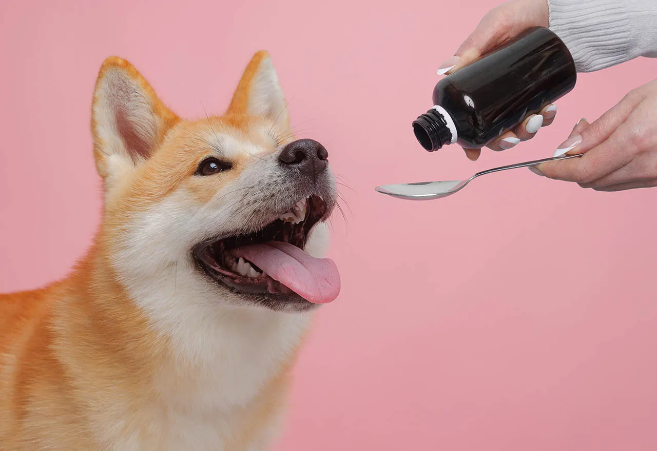 oleje dla psa porównanie