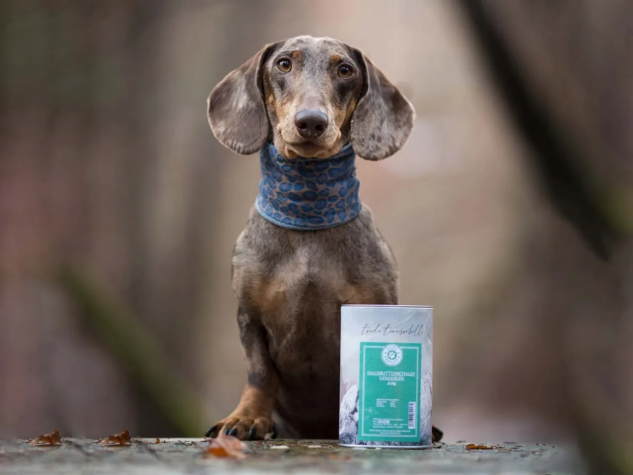 pies jedzący olej z czarnuszki