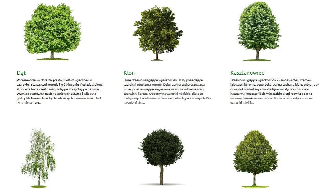 różne gatunki drzew miejskich w parkach