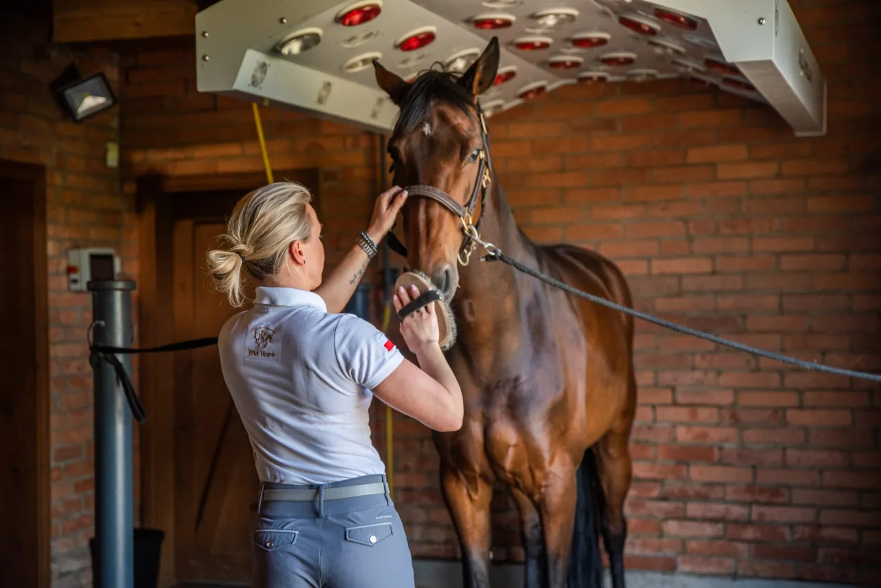 Pielęgnacja konia w stajni